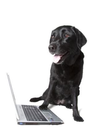 Dog with computer